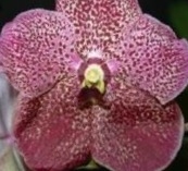 Vanda Ratchaburi Siranthana