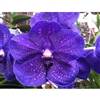 Vanda Robert's Delight 'Thor Blue'