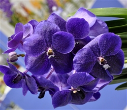 Vanda Robert's Delight 'Ink Blue'