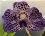 Vanda Somsri Glory