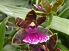 Zygopetalum Bluebird