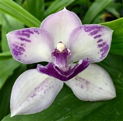 Tsubotaara Melinda Marie 'Blue Fairy'