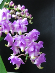 Aerides Punchinello (odorata x lawrenciae)