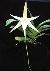 Angraecum Crestwood