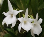 Angraecum LemfÃ¶rde 'White Beauty'