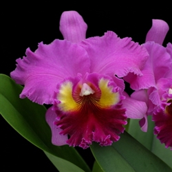 Blc. Always Dream 'Volcano Queen'