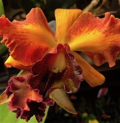 Blc. Chia Lin 'Golden Super' FCC/OSROC x C. Mary Ellen Carter 'Dixie Hummingbird'