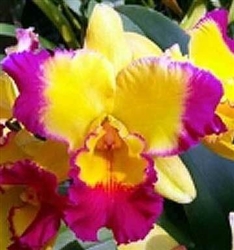 Blc.Taiwan Fantasy 'TY' (mericlone)