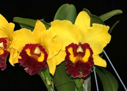 Blc. Williette Wong 'The Best'