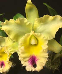 Blc. Yuko Ito 'Volcano Queen'