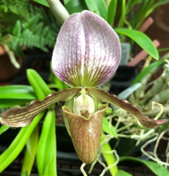 Paphiopedilum fairrieanum frm. album x charlesworthii frm. album