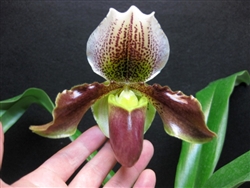 Paphiopedilum Spotglen x moquetteanum