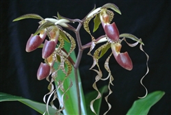 Paphiopedilum sanderianum x gigantifolium