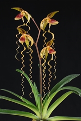 Paphiopedilum sanderianum x gigantifolium