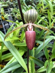 Paphiopedilum Chiu Hua Dancer x rothschildianum