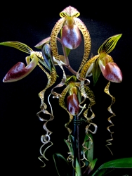 Paphiopedilum sanderianum x gigantifolium