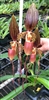 Paphiopedilum Formosa Lady (Susan Booth x sanderianum)