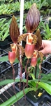 Paphiopedilum Formosa Lady (Susan Booth x sanderianum)