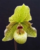 Paphiopedilum Jade Dragon (fairrieanum x malipoense)