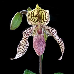 Paphiopedilum Lady Isabel x conco-belatullum