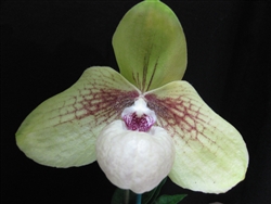 Paphiopedilum Larry Heuer (emersonii x malipoense)