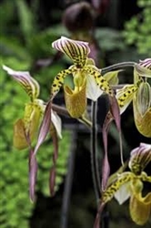 Paphiopedilum Lebaudyanum (haynaldianum x philippinenese)