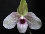 Paphiopedilum Lynleigh Koopowitz