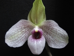 Paphiopedilum Lynleigh Koopowitz