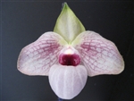 Paphiopedilum Lynleigh in Pink (Ho Chi Minh x malipoense 'Big')