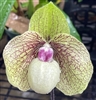 Paphiopedilum Ma Belle (bellatulum x malipoense)