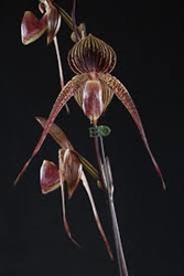 Paphiopedilum Mar Ro (Mar New 'Crown #3 AM/TOGA x rothschildianum 'Crown #31')