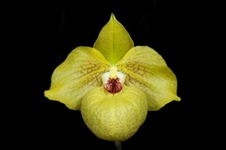 Paphiopedilum Norito Hasegawa