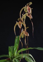 Paphiopedilum Prince Edward of York (rothschildianum x sanderianum 'Kai')