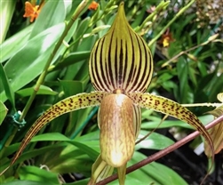 Paphiopedilum QF Black Beauty