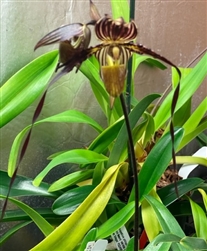 Paphiopedilum QF Ikaika