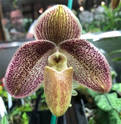 Paphiopedilum QF New Year (conco-bellatulum x violascens)