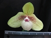 Paphiopedilum Shun Fa Golden