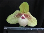 Paphiopedilum Shun Fa Golden