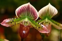 Paphiopedilum Maudiae Tri-Color