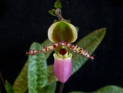 Paphiopedilum primulinum v. purpurascens
