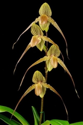 Paphiopedilum rothschildianum x Shin-Yi Edward