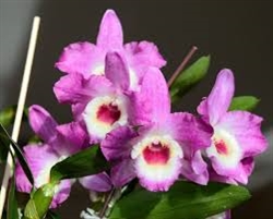 Dendrobium Country Girl