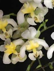 Oncidium Chiou Pin