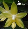 Phalaenopsis Princess Kaiulani v. Flavum