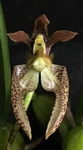 Bulbophyllum lasiochilum