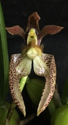 Bulbophyllum lasiochilum