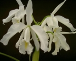 Cattleya maxima v. alba