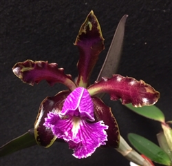 Cattleya schilleriana 'Sanderiana BM/TOGA'