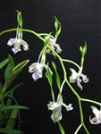 Dendrobium antennatum