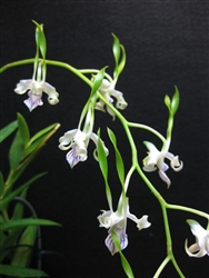 Dendrobium antennatum